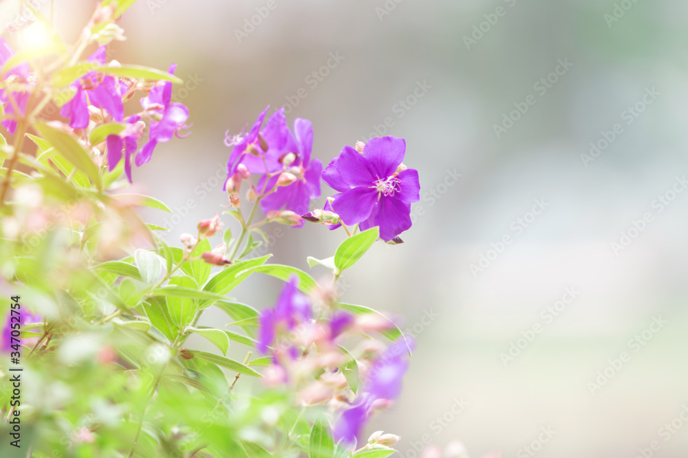 Purple flowers on a natural green background. Purple flowers on a natural green background.