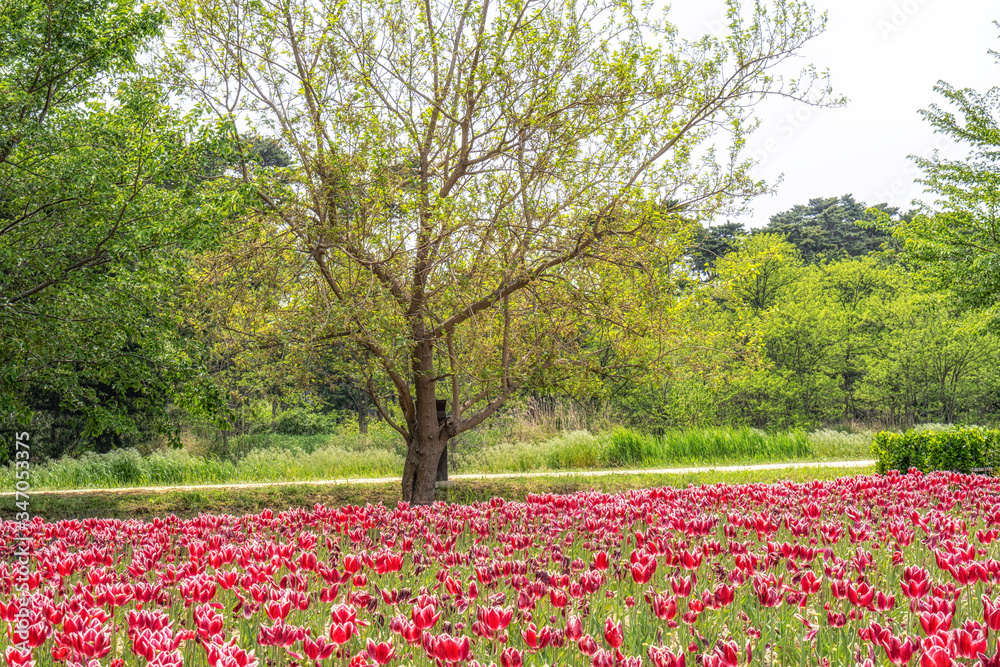 Fototapeta premium Gyeongpoho lake tulips
