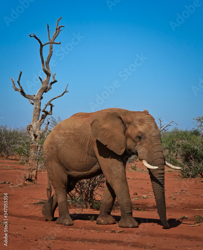Massive Elephant walking in the African savanna 