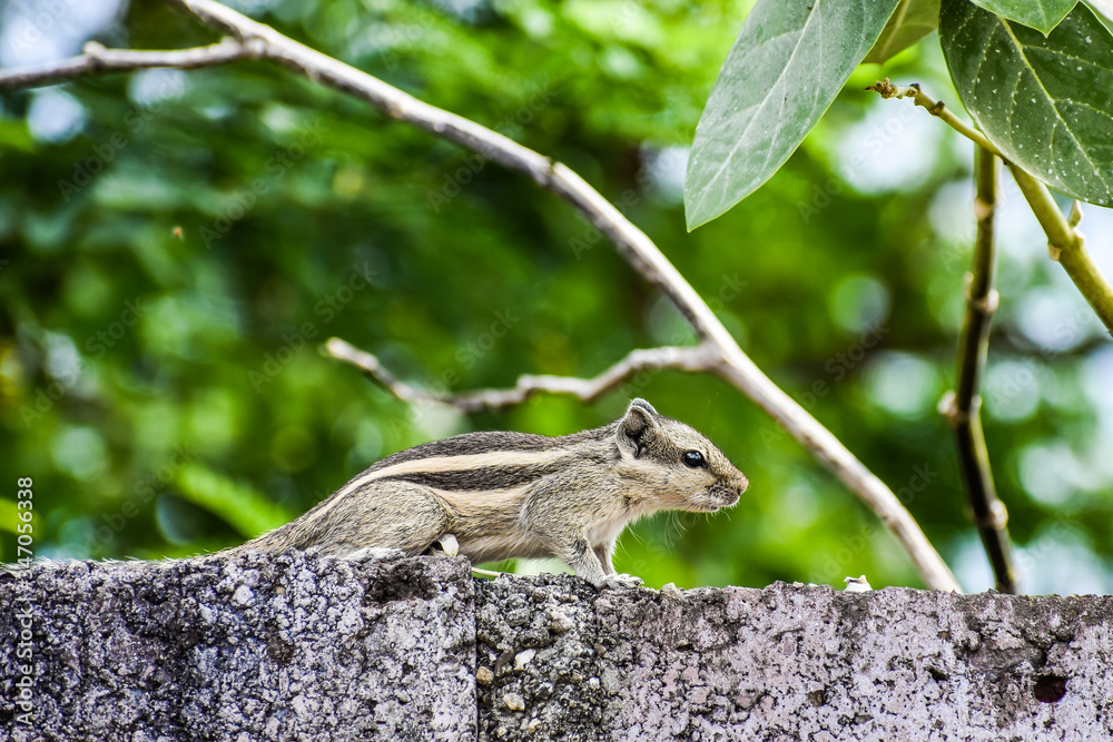 squirrel on the wall for background and wallpaper squirrel on the wall for background and wallpaper