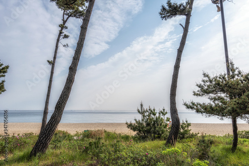 Fototapeta Naklejka Na Ścianę i Meble -  pine trees and gyeongpodae beach