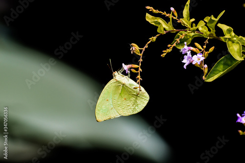 Beautiful butterfly perched on a flower and sucking nectar from flower