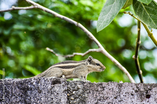 squirrel on the wall for background and wallpaper