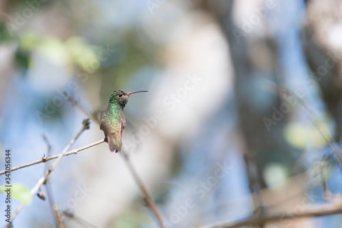 hummingbird on a branch