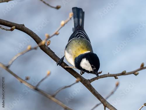 Parus minor Japanese tit perched in a tree 6
