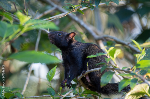 black and white squirrel