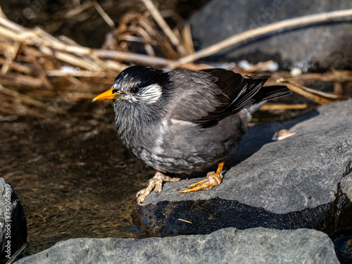 white-cheeked starling drinking from a small stream 3 photo