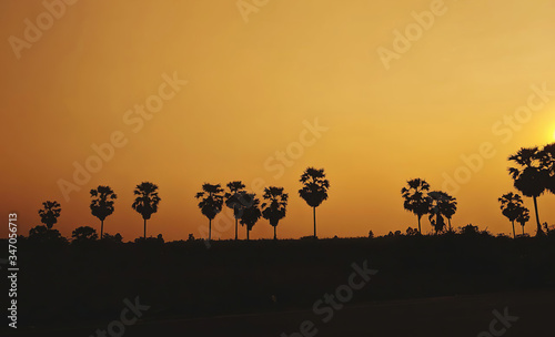 silhouette of plam tree at sunset