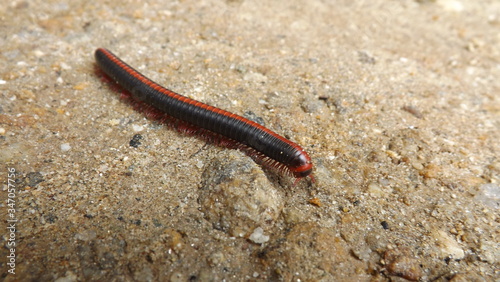 worm on the ground