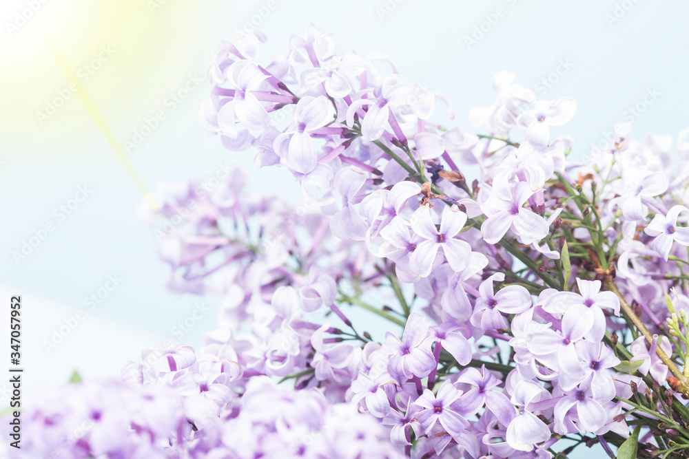 A bouquet of lilacs in front of light background, vintage colors 
