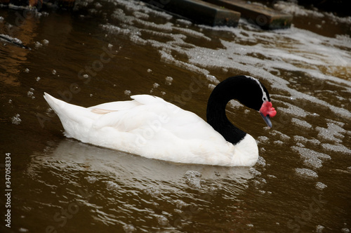 Black-necked Swan (Cygnus melancoryphus) photo