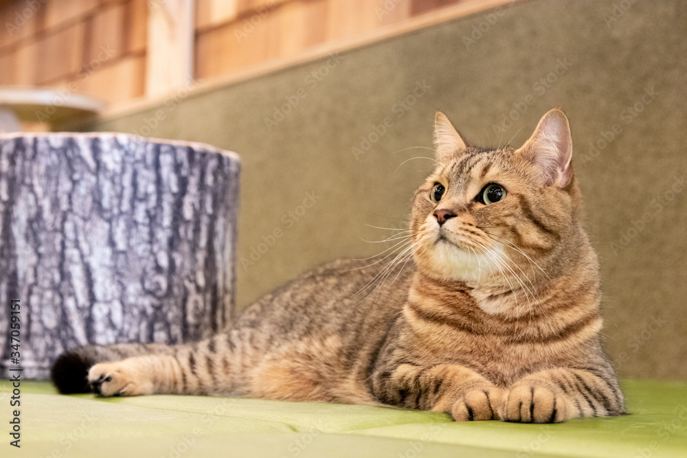 可愛い子猫 可愛い子猫