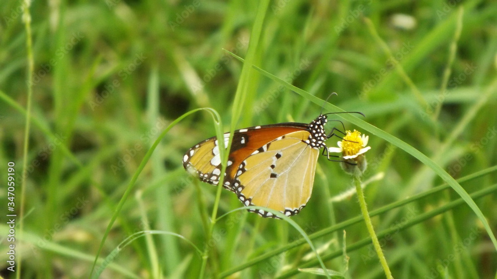 butterfly on flower butterfly on flower