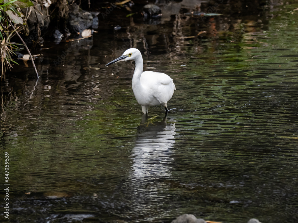 white little egret stands in a reservoir pond 4 white little egret stands in a reservoir pond 4