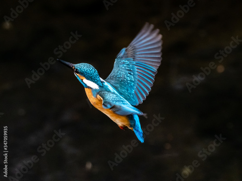 Canvas Print common kingfisher in flight over Izumi River 1
