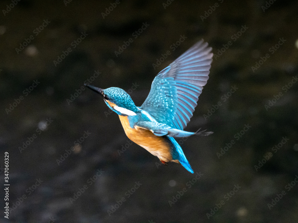 common kingfisher in flight over Izumi River 13 common kingfisher in flight over Izumi River 13