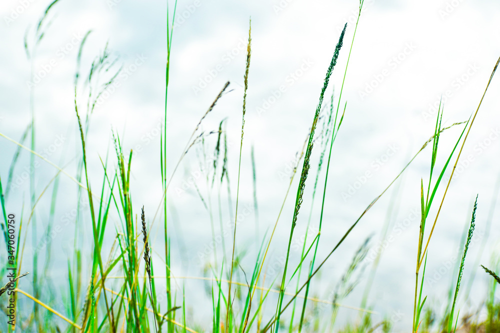 green grass on blue sky background green grass on blue sky background