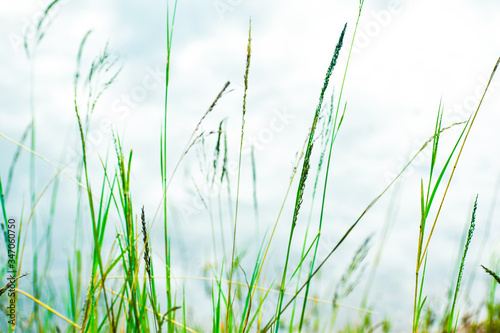 green grass on blue sky background © Indipics
