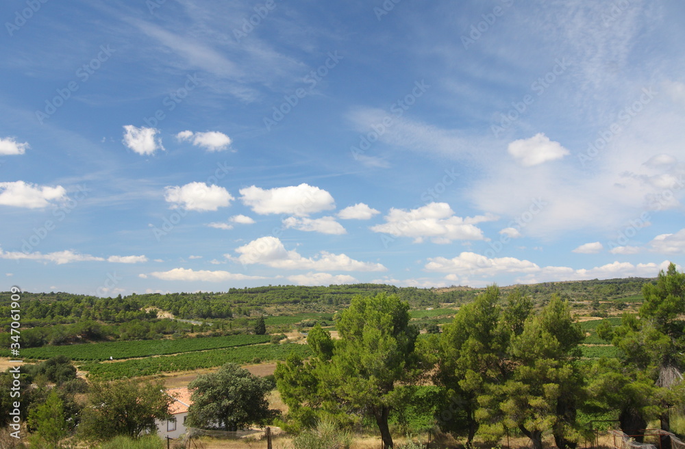 vineyards in pastoral Southern France