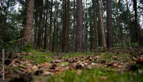 In the woods - Forest walk in the nature reserve on an early morning in spring. 