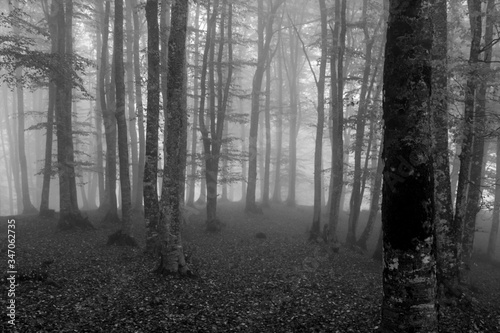 trees in the fog in black and white