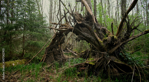Tree roots - Beautiful nature and relaxing peace in the nature reserve on a spring day.