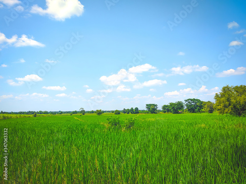 Rice field and blue sky with clouds