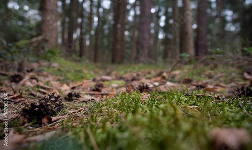 Forest walk in the nature reserve on an early morning in spring. 
