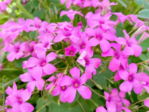 Oxalis - Wood sorrels pink flowers in the garden