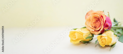 Roses yellow and red orange on flat background purple  pastel.