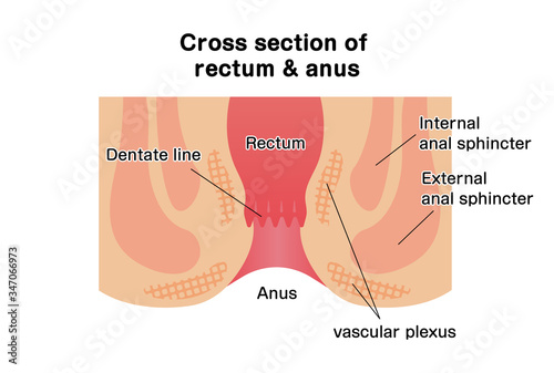 Cross section of rectum and anus / vector illustration photo