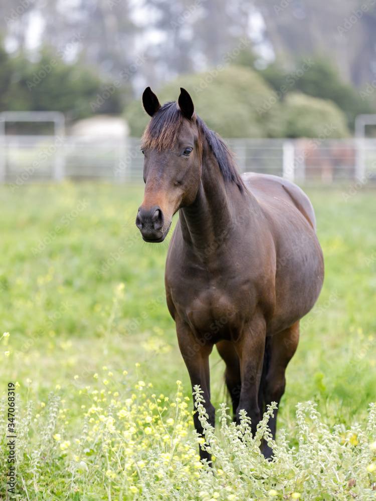 Horse in a ranch at springtime. Half Moon Bay, San Mateo County, California, USA. Horse in a ranch at springtime. Half Moon Bay, San Mateo County, California, USA.