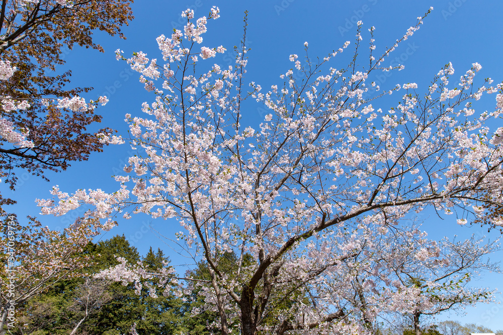 北海道 札幌市で美しく咲く桜の花 北海道 札幌市で美しく咲く桜の花