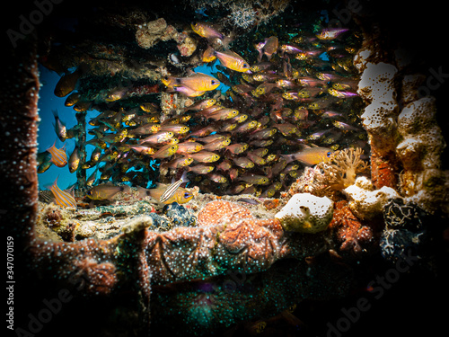 Sea goldies (Pseudanthias squamipinnis) at an  artificial reef at Makadi Bay, Red Sea. These species are also known as the lyretail coralfish, lyretail anthias, and scalefin anthias,  photo
