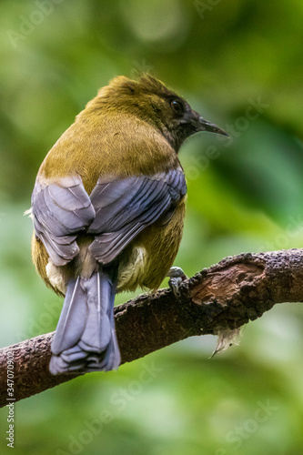 Bellbird at Orokonui ecosanctuary in New Zealand. photo