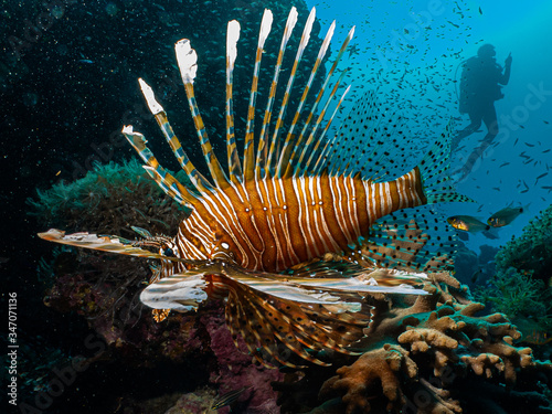 Schilderij op canvas Amazing picture of a lionfish (Pterois) at a Red Sea coral reef with the silhoue