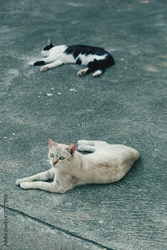Fototapeta Cats Lying On The Floor