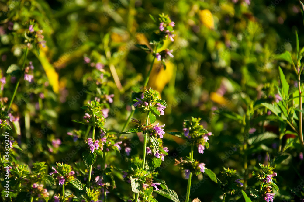 Meadow pink and purple flowers in the summer field. Live and dry. Opposites and contract. Nature landscape Meadow pink and purple flowers in the summer field. Live and dry. Opposites and contract. Nature landscape