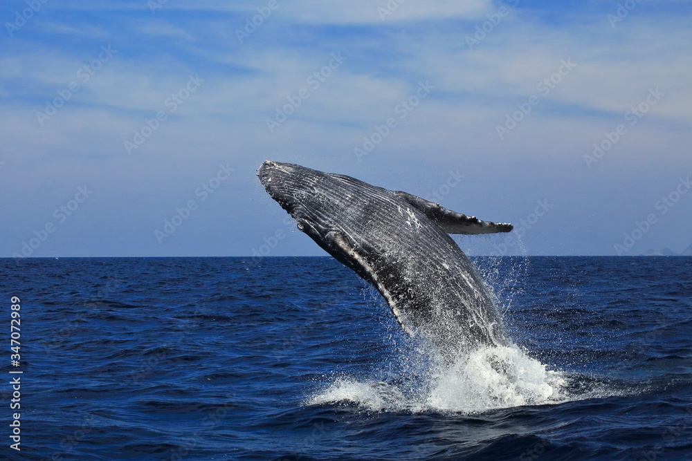 Naklejka premium くじら