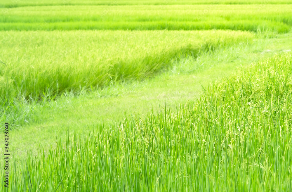 Walkway between rice fields with yellow day light Walkway between rice fields with yellow day light