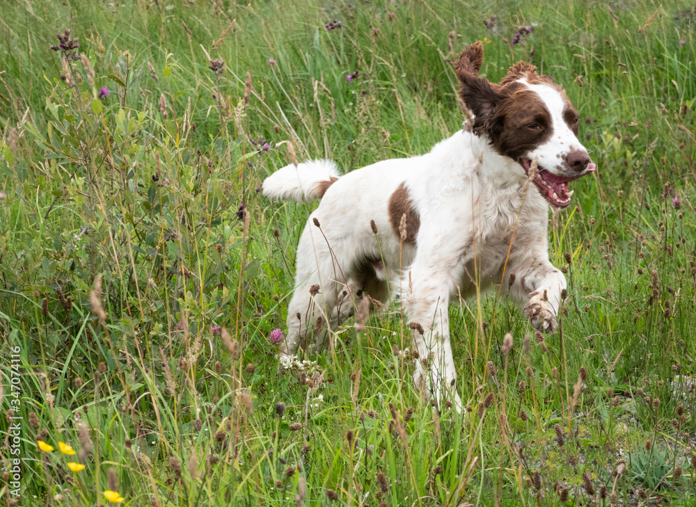 Spaniel portrait