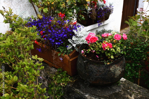 Fototapeta Naklejka Na Ścianę i Meble -  colorful garden plants and mixed flowers in pots and containers