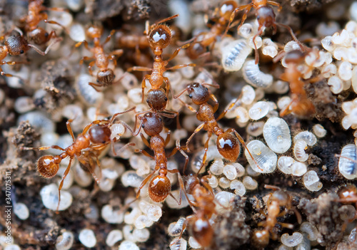 Wallpaper Mural ants protecting