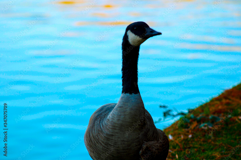 Obraz premium Canadian migratory geese swimming in the river at sunset