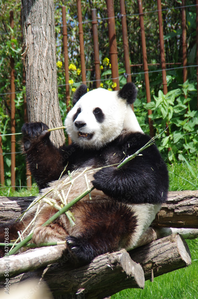 Fototapeta premium giant panda eating bamboo