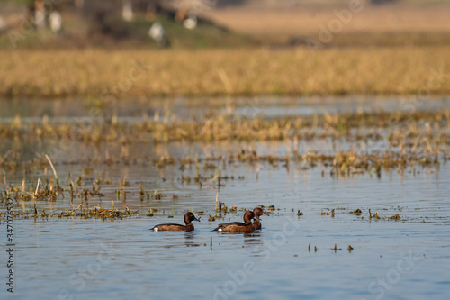 Ferruginous duck or ferruginous pochard white-eyed pochard flock in wetland of keoladeo. wildlife scenery frame at keoladeo national park or bird sanctuary, bharatpur, rajasthan, india - Aythya nyroca