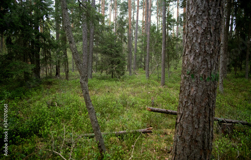 Forest walk in the nature reserve on an early morning in spring. 