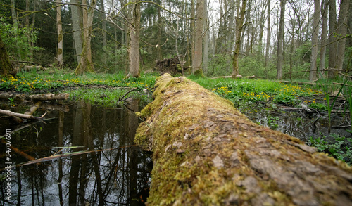 Beautiful nature and relaxing peace in the nature reserve on a spring day.