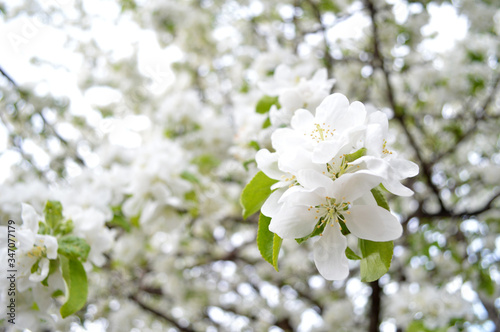 Fototapeta Naklejka Na Ścianę i Meble -  apple tree blossom, apple tree flowers, blooming apple tree