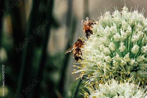 Honey Bees collecting pollen of a white onion flower on blurred background. Allium victorialis. Closeup image. Insect photography. Bee is eating nectar.